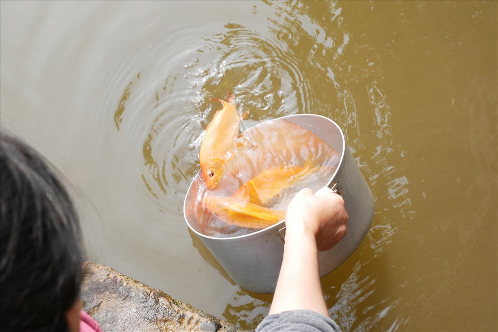 Chị Minh Hạnh (quận Bình Thạnh, TPHCM) cho hay năm nào cũng tới đây để phóng sinh cá. “Thả xong cá mà thấy nhẹ nhõm hẳn, hy vọng một năm mới bình an, như ý cho gia đình mình” - chị Hạnh nói.