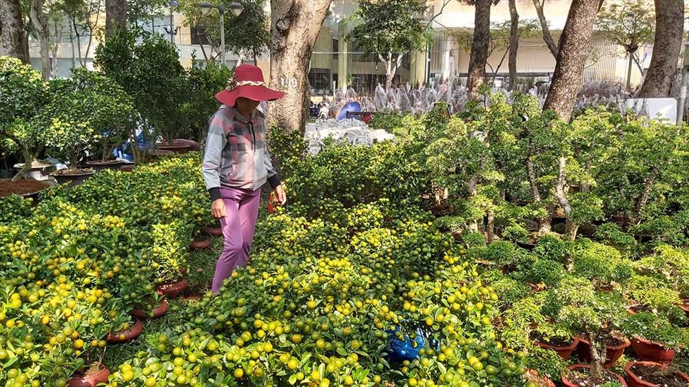 Chị Nguyễn Thị Kiều, nhà ở Bến Tre cho biết, năm nào chị cũng lên bán hoa ở Công viên 23 tháng 9, Chị cho biết, giá cả năm nay cũng không cao hơn năm ngoái. Ảnh: QUỲNH NHƯ