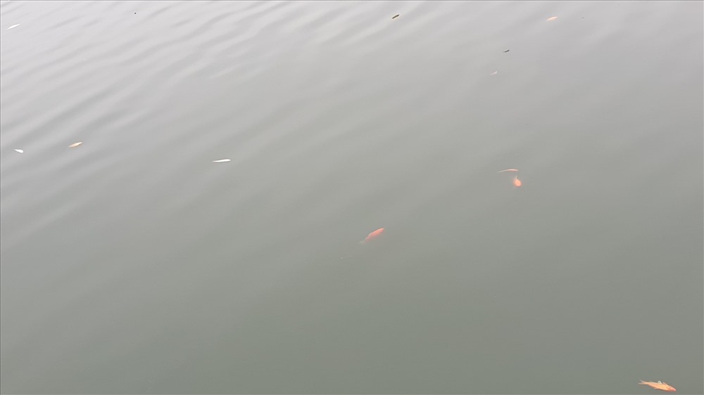 Dù đã vài lần vớt, nhưng mặt hồ Yết Kiêu vẫn đầy xác cá phóng sinh chết. Ảnh: Nguyễn Hùng
