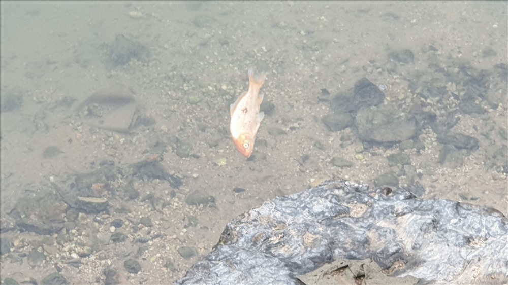 Xác một con cá chép vàng vừa được phóng sinh ở hồ Hòn Một, TP.Hạ Long. Ảnh: Nguyễn Hùng