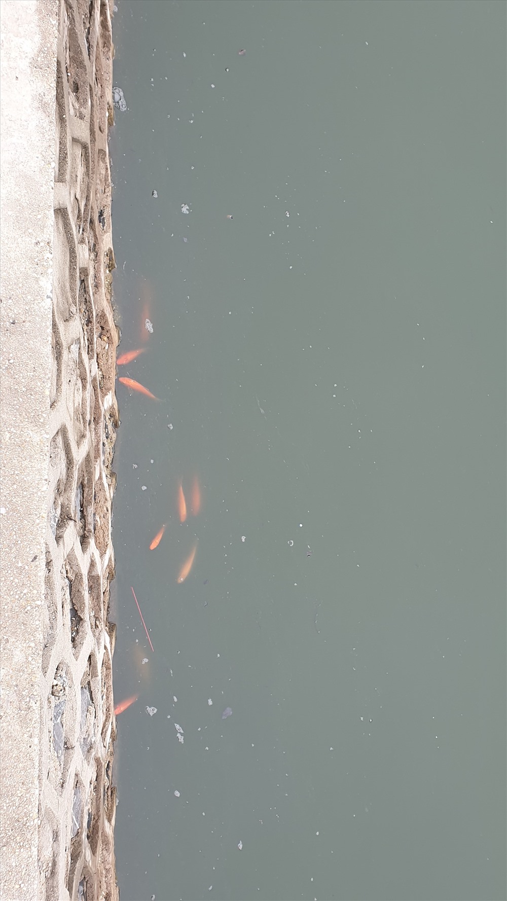 Đàn cá chép vàng đang thoi thóp ở một hồ nước mặn tại Hạ Long. Ảnh: Nguyễn Hùng