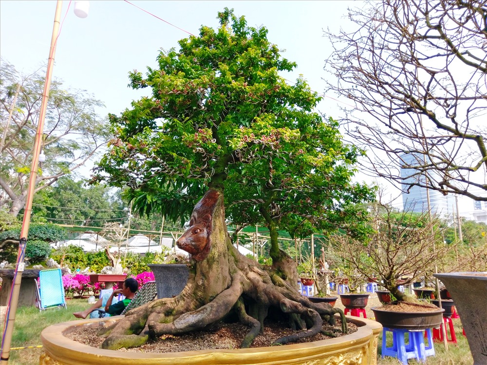 Tại hội hoa xuân Phú Mỹ Hưng, nhiều cây kiểng, bonsai có dáng “độc” lạ đang được các nghệ nhân khắp mọi miền cả nước vận chuyển về đây tham gia. Trong những cây kiểng “độc”, có cây khế được tạo hình đầu chuột khiến nhiều người dân và du khách ngỡ ngàng, thích thú.