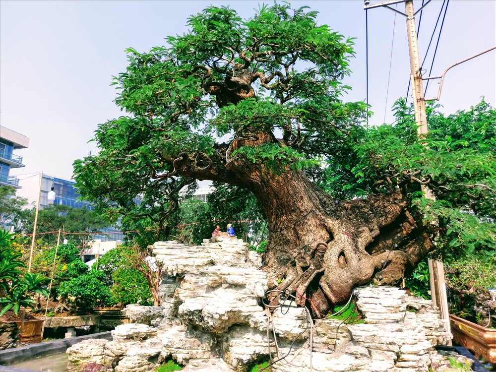 Cũng tại hội hoa xuân Phú Mỹ Hưng, một cây me hơn 300 tuổi được chủ nhân rao bán 900 triệu đồng.