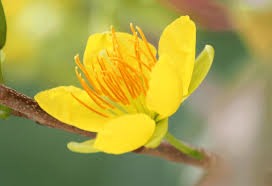 Những loài hoa màu vàng mang lại may mắn và vượng khí cho những người mệnh thổ.