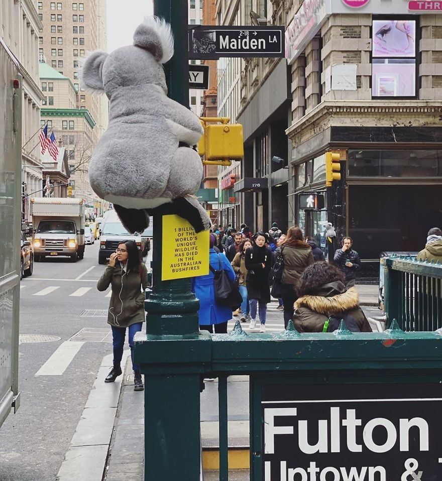 Gấu bông Koala tại ga tàu đường Fulton, New York. Ảnh: koalasofnyc