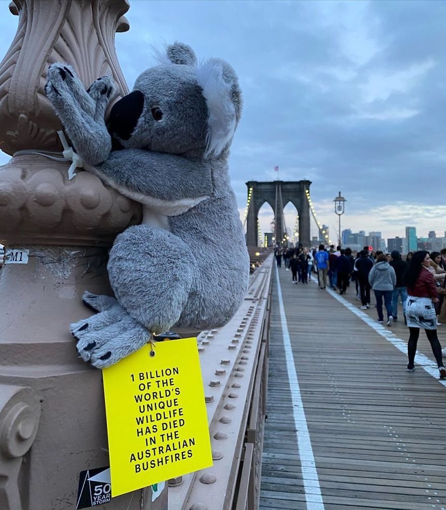 Gấu bông Koala gắn trên cầu Brooklyn, New York. Ảnh: koalasofnyc