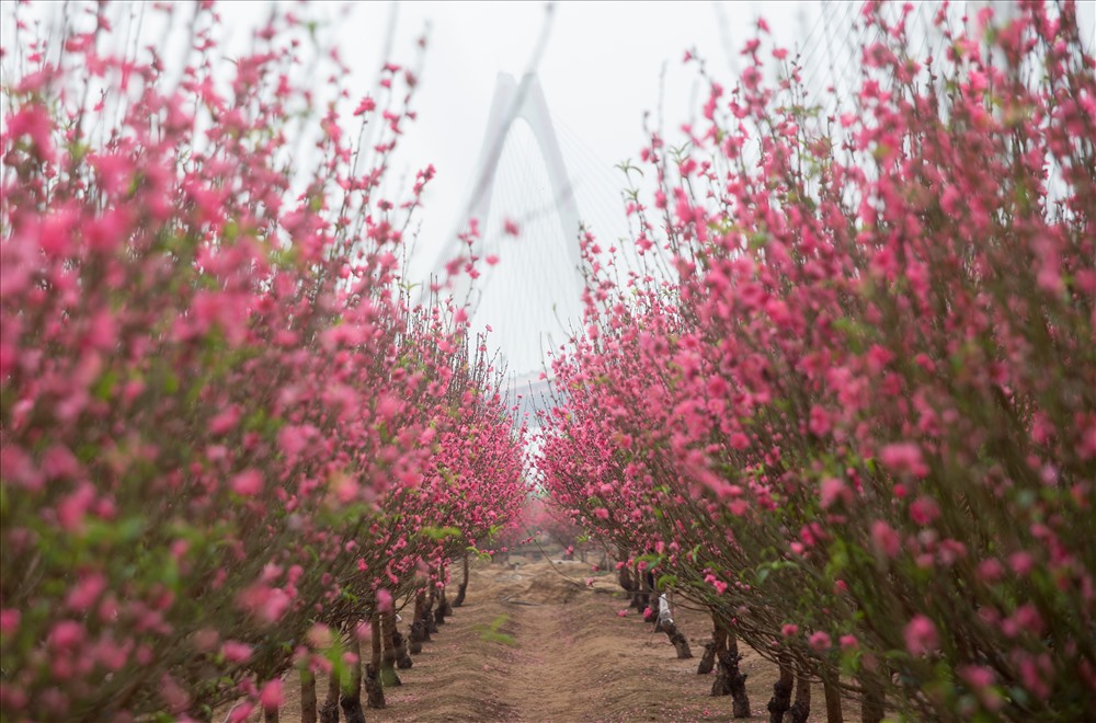 Vườn đào tại phường Phú Thượng Nhật Tân (Tây Hồ, Hà Nội) đã nở rộ, dự kiến đến Tết Nguyên Đán sẽ nở hết nụ hoa còn sót lại.