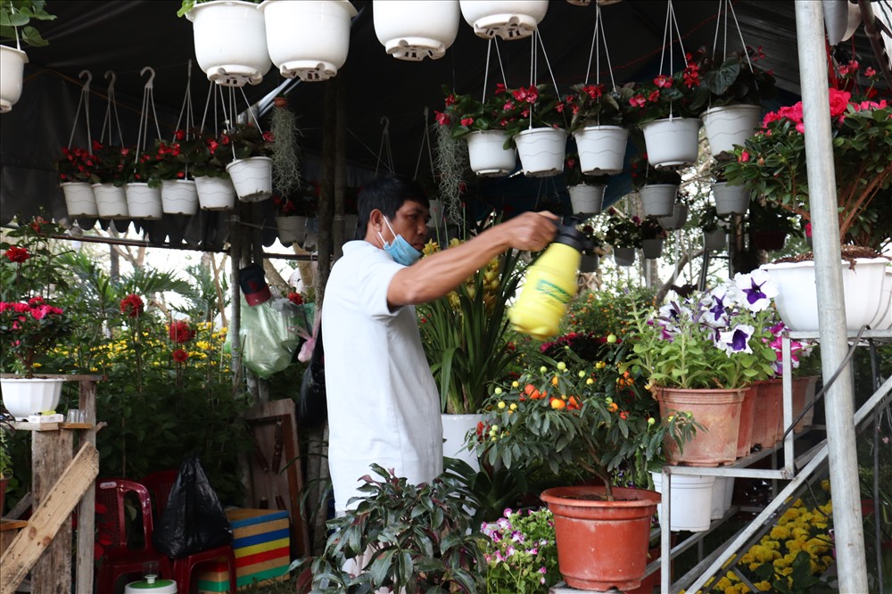 Nhiều nhà vườn vẫn miệt mài chăm lo cho vựa hoa của mình.