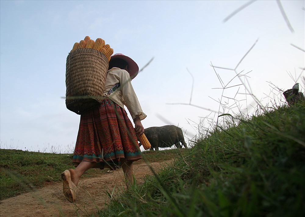 Bà Mùa Thị Mó (ở xã Hang Chú, huyện Bắc Yên) cho biết: “Để gùi được nặng, hai chiếc quai đeo của lù cở được làm từ thân cây móc mọc trong rừng, tết chắc chắn và đính vào thân, để khi đeo dù gùi có nặng đến mấy cũng không thấy đau vai”.