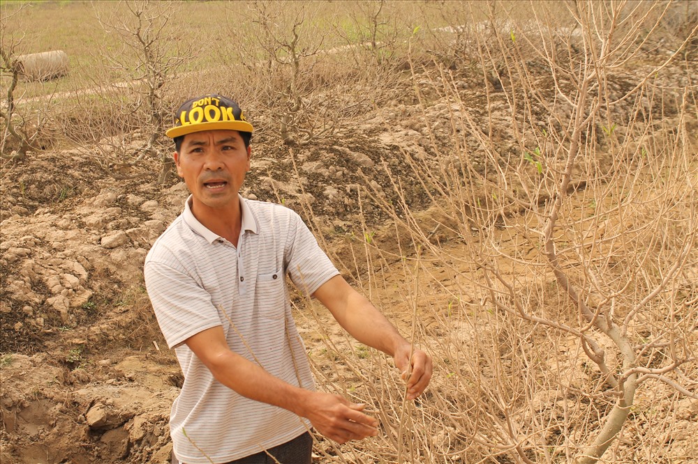 Ông Hoàng Văn Hợi, thôn Đức Phong, xã Đại Đồng xót xa nhìn cây đào bạc triệu bị bụi bám đầy cành, lá, nụ. Ảnh Mai Dung