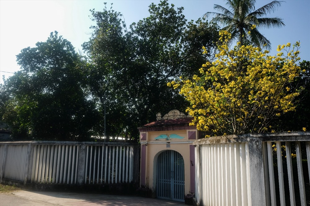 Hoàng mai trước cổng nhà