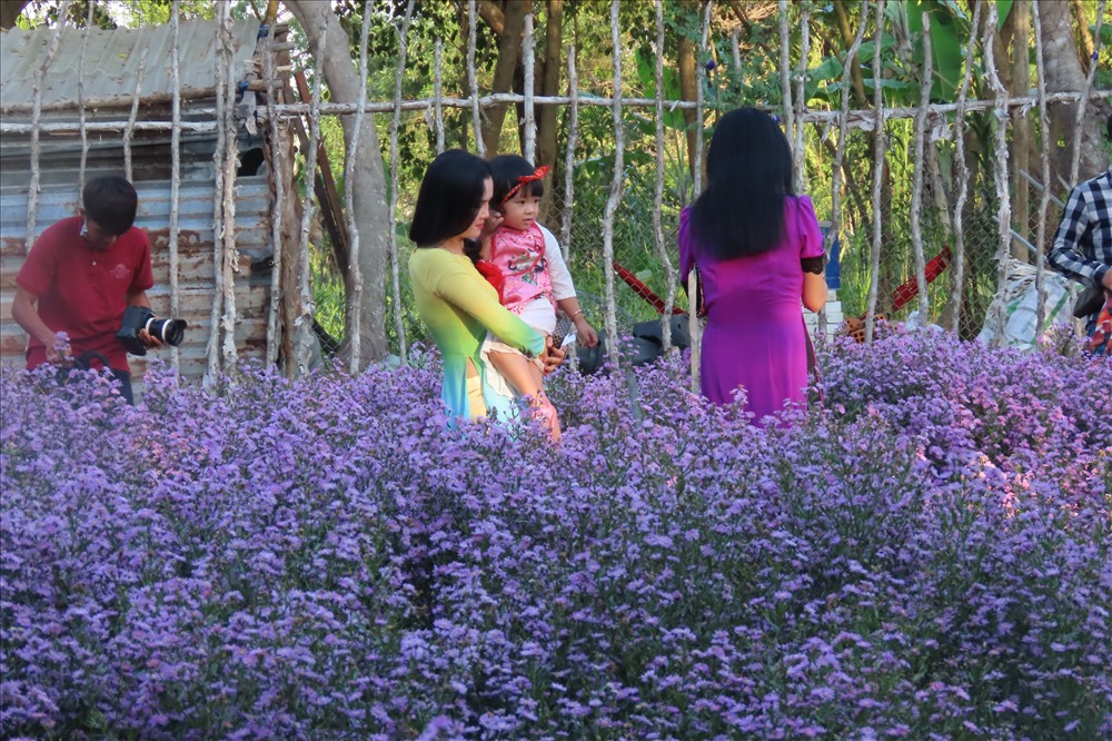 Vườn hoa thạch thảo thu hút nhiều khách đến tham quan chụp ảnh. Ảnh: S.H