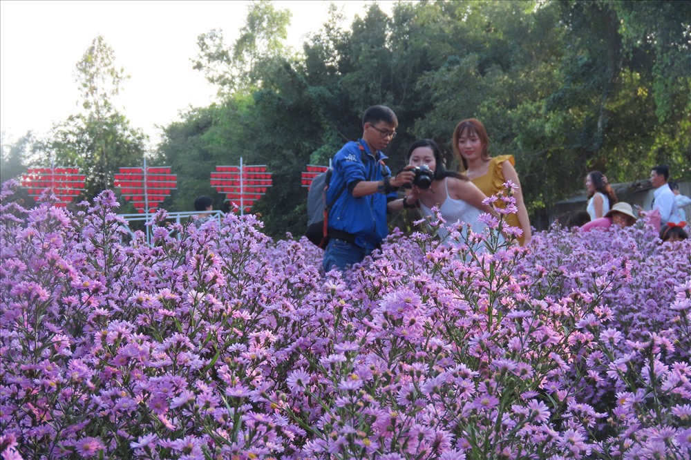 Vườn hoa thạch thảo thu hút nhiều khách đến tham quan chụp ảnh. Ảnh: S.H