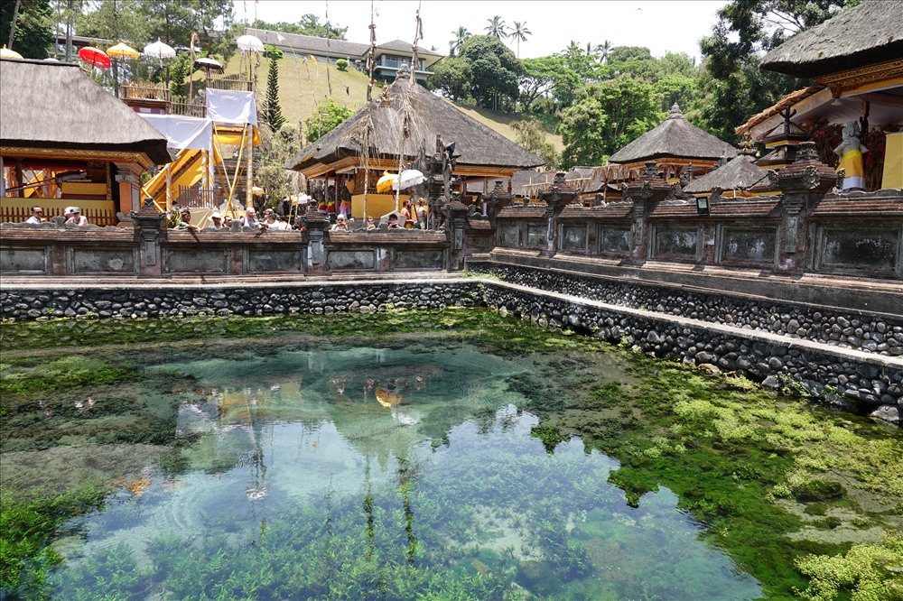 Hồ nước xanh kỳ lạ, phủ kín rong rêu, do các trầm tích khoáng chất quý được người đảo Bali phát hiện và “ứng dụng” từ thượng cổ. Ảnh: Lãng Quân.