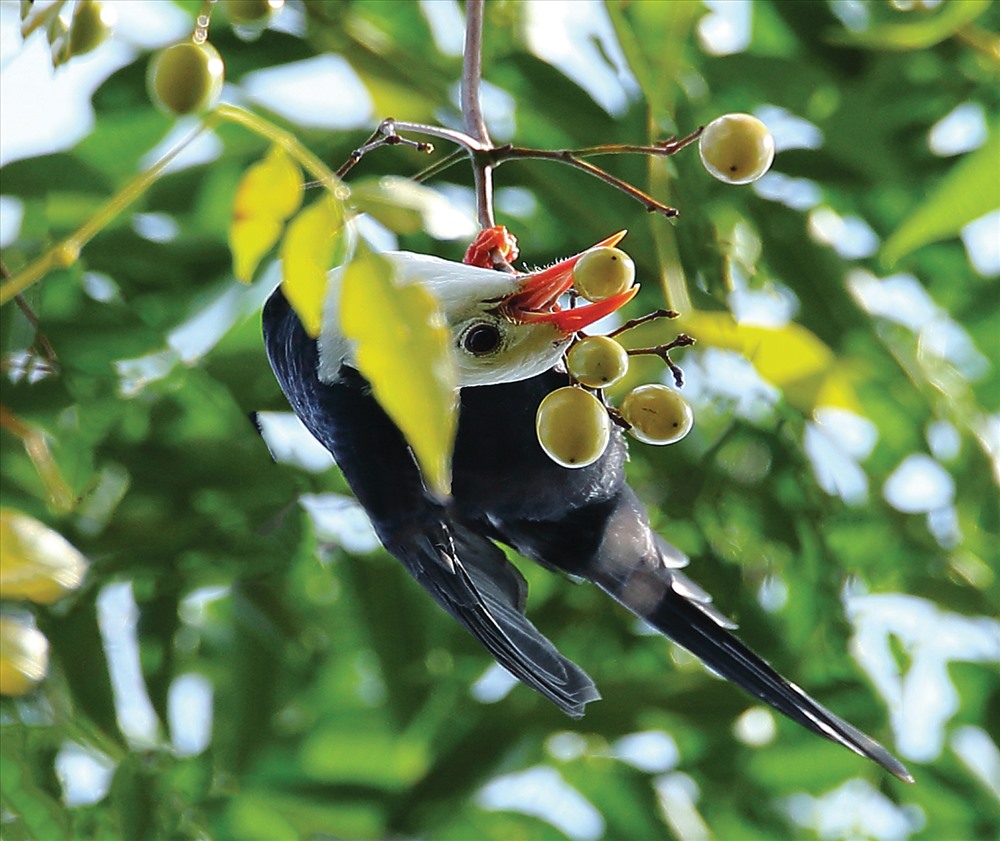 Green Rock | Barbet.