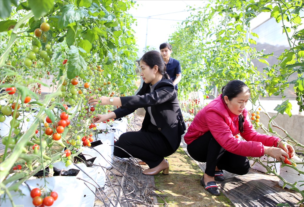 Tại Trạm Nghiên cứu, Ứng dụng Khoa học Công nghệ Bắc Hướng Hóa (Trung tâm Nghiên cứu, Ứng dụng và Thông tin Khoa học Công nghệ, thuộc Sở Khoa học Công nghệ tỉnh Quảng Trị) trên đỉnh Sa Mù, vào dịp này có nhiều loại hoa khoe sắc, nhiều loại quả đến lúc thu hoạch. Trong ảnh, cán bộ của trạm đang kiểm tra, theo dõi quá trình sinh trưởng của cây và thu hái cà chua siêu ngọt được trồng vào tháng 7.2019.