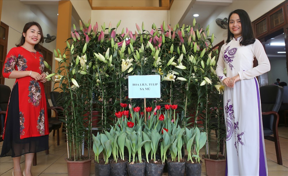 Ngoài hoa Lily, trên Sa Mù còn trồng được hoa Tulip, cả 2 loại hoa này đều bung nở vào đúng dịp Tết Nguyên đán, nên đều cháy hàng.