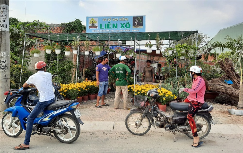 Khu vườn đang sở hữu cây mai khủng 200 trăm năm của anh Xô ở An Giang