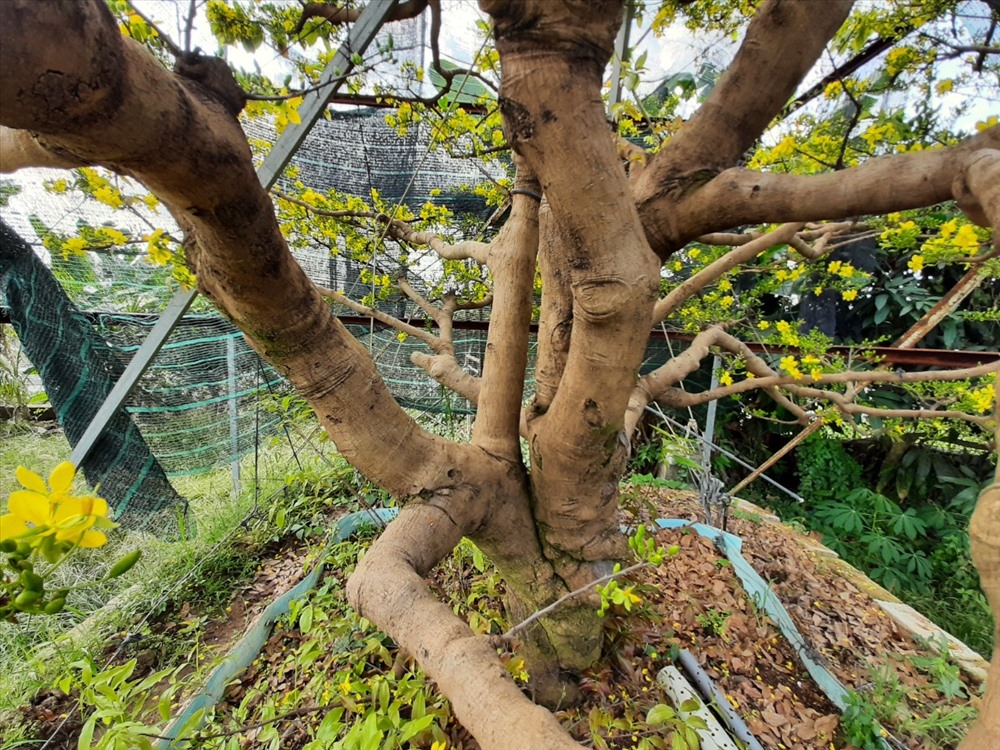 Cách đây vài tháng có một đại gia trong tỉnh đến hỏi mua với giá 2,5 tỷ những anh chưa bán. Anh chia sẻ cây mai 200 năm tuổi này có giá không dưới 3 tỷ và hiện tại anh cũng chưa muốn bán.