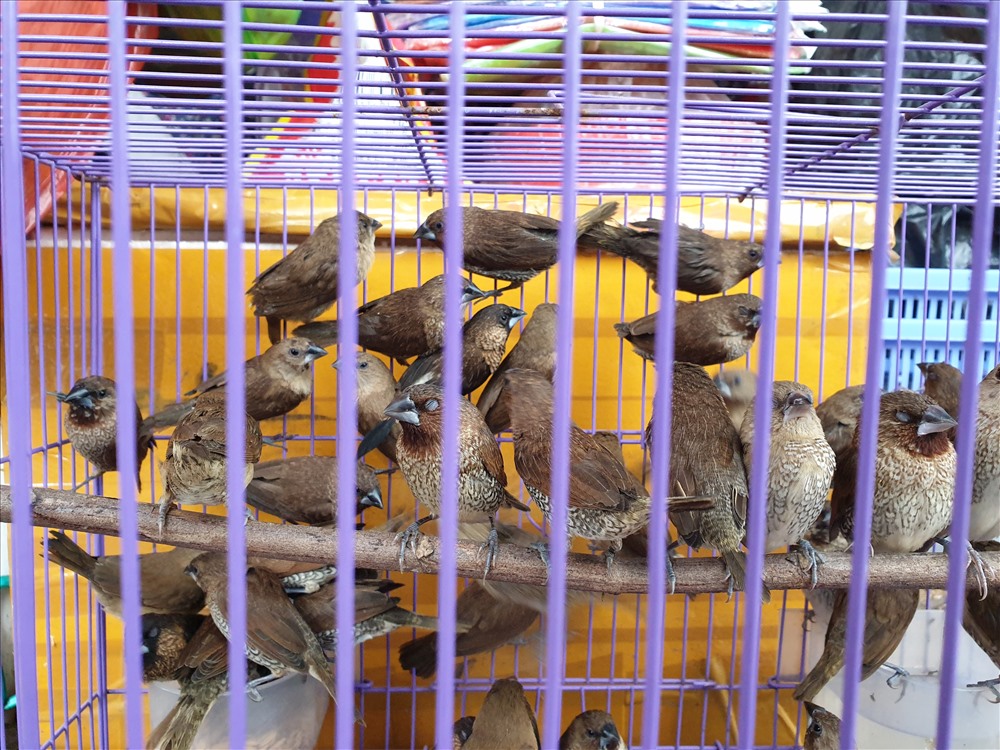 Muối, chim, và rùa được nhiều người bày bán trước cổng chùa Trấn Quốc. Ảnh: Tùng Giang