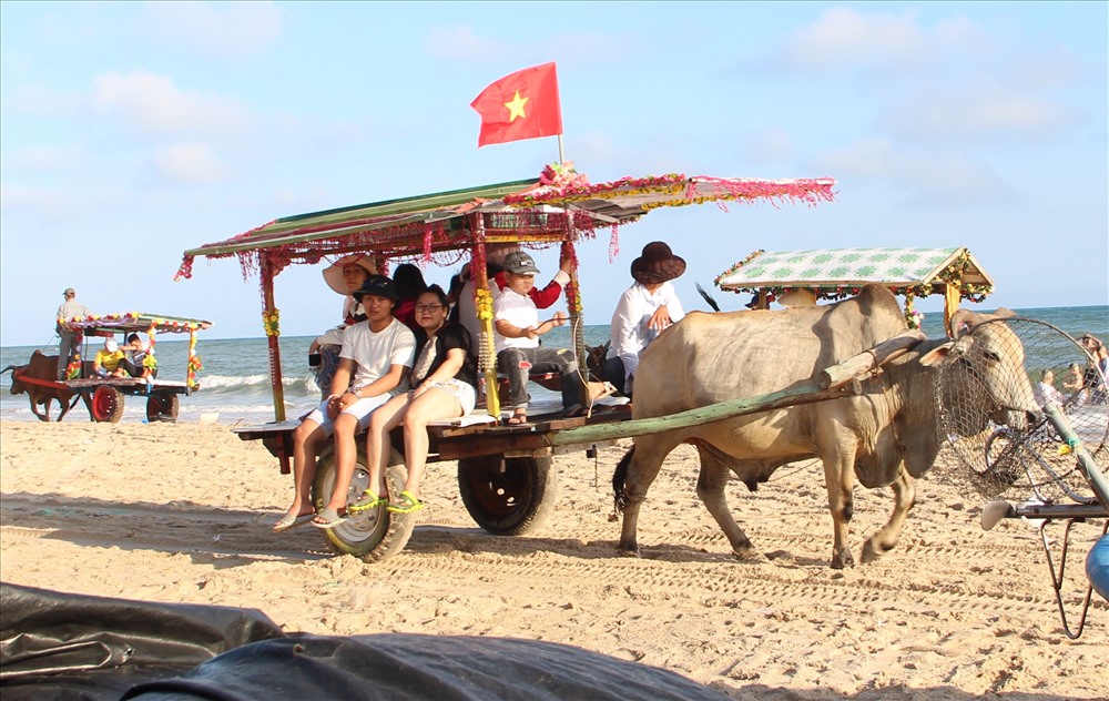 Độc đáo những chiếc xe bò chở khách du lịch dọc biển Bình Thuận. Ảnh: Đình Trọng
