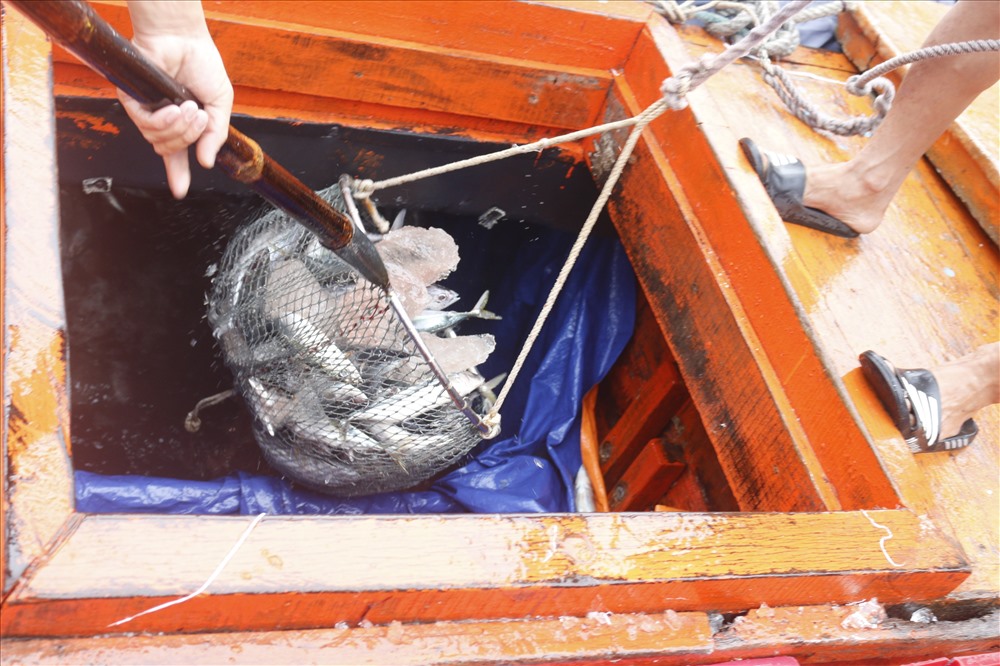 Mẻ cá đầu năm đầy khoang khiến ngư dân phấn khởi Ảnh: T.C