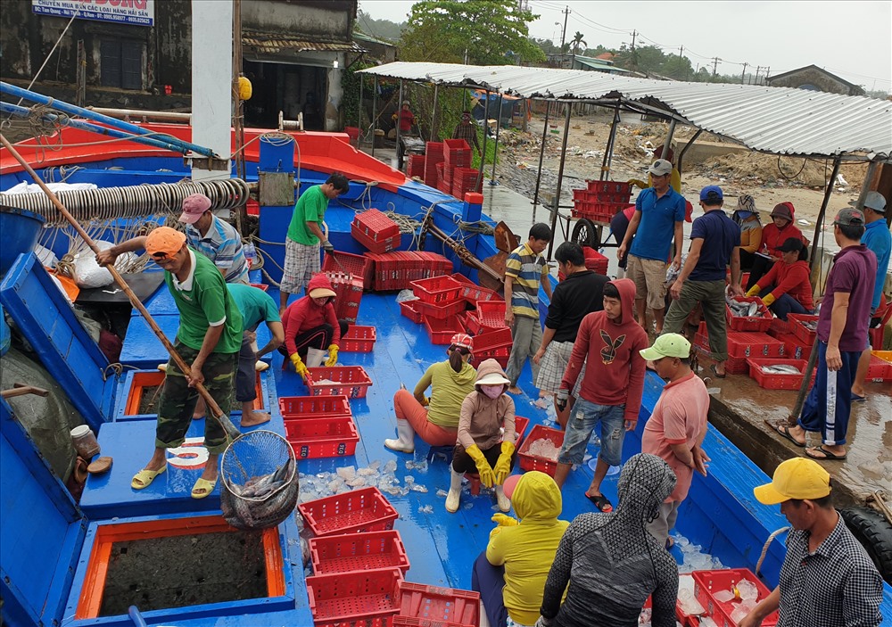 Chuyến khơi xuyên TẾT đã đem lại kinh tế khá cao cho ngư dân vùng biển ở Quảng Nam. Ảnh: T.C