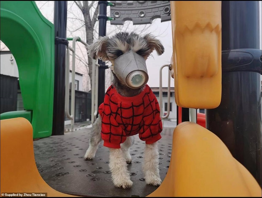 Chó cưng cũng đeo trang bị khẩu trang phòng dịch. Ảnh: Dailymail