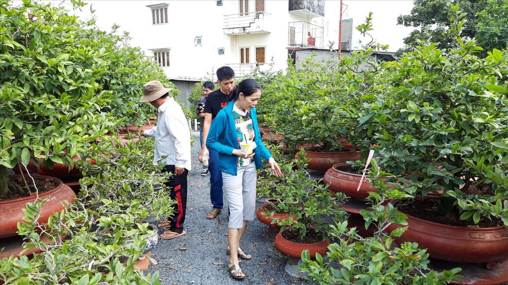 Người dân đến tận vườn để chọn trước những cây mai ưng ý và chờ đến gần Tết mới mang về nhà. Ảnh TK.