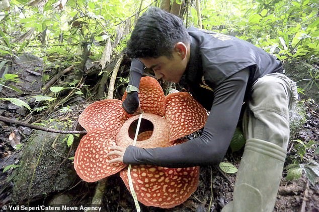 Các nhà bảo tồn tiến hành đo đạc bông hoa Rafflesia. Ảnh: Catersnewsagency