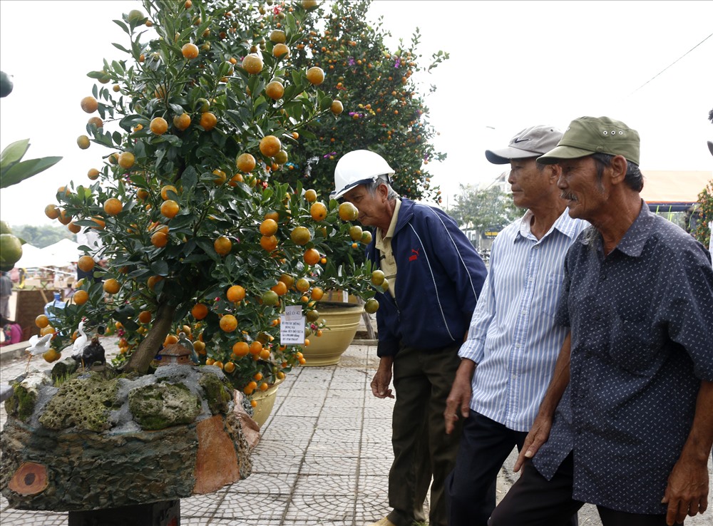 Các nghệ nhân hàng đầu về tạo dáng quật cũng đến từ rất sớm để cùng trao đổi kinh nghiệm và giới thiệu với khách tham quan, mua sắm quật về chưng tết. Ảnh: Thanh Chung