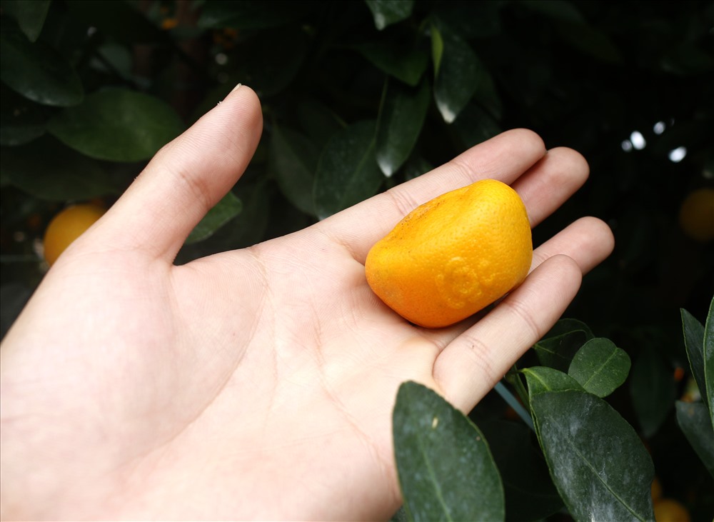 Những quả quất được nghệ nhân uống ép tạo ra nhiều hình thù lạ mắt khiến nhiều du khách thích thú. Ảnh: Thanh Chung