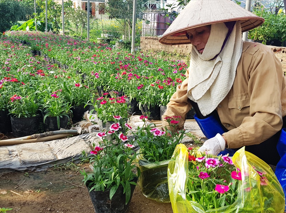 Những ngày này, người dân làng hoa Ninh Phúc đang tất bật chuẩn bị cho thị trường hoa Tết. Ảnh: NT