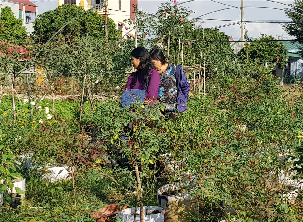 Còn hơn nửa tháng nữa mới đến Tết nhưng nhiều thương lái đã tới để đặt mua. Ảnh: NT