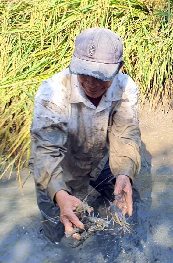 Sau thu hoạch tôm càng, người dân thu hoạch lúa cũng là lúc nước mặn vào người dân vùng lúa tôm chuẩn bị cho một vụ nuôi tôm sú mới (ảnh Nhật Hồ)