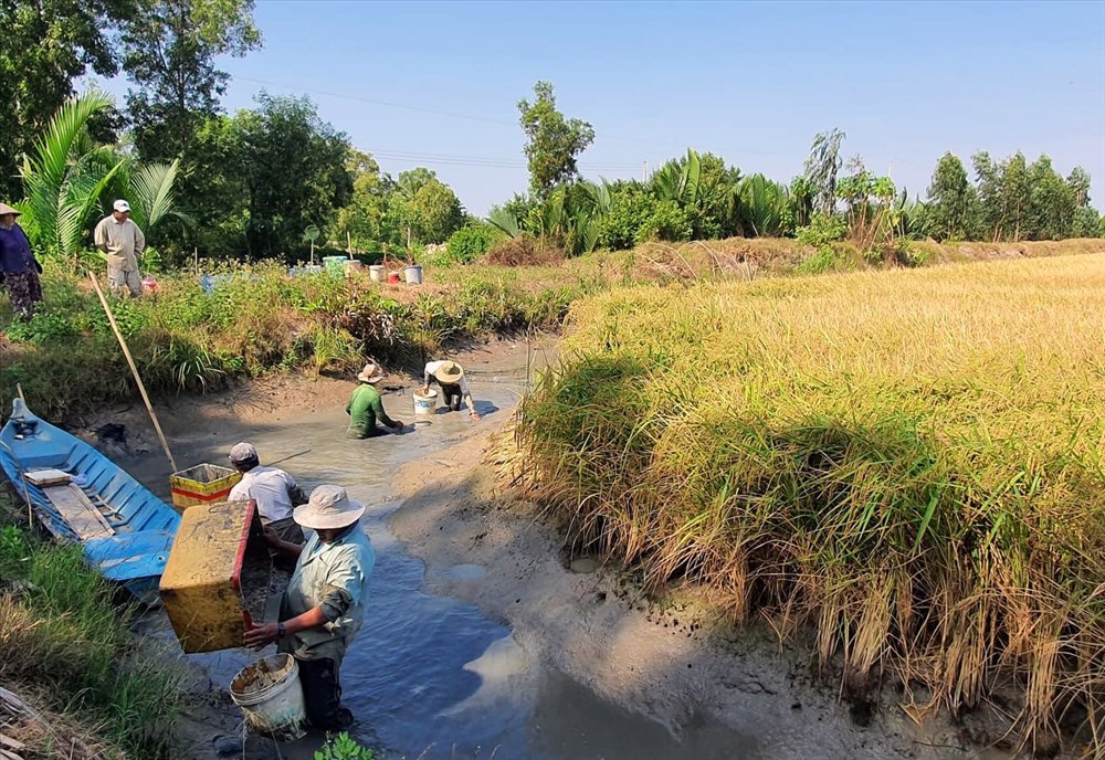 Lúa chín vàng đồng cũng là lúc thu hoạch tôm càng tại huyện Phước Long (ảnh Nhật Hồ)