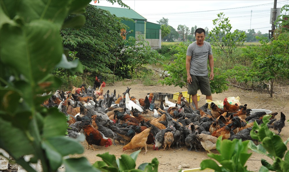Mô hình trang trại nông thôn mới ở xã Hưng Tân (Hưng Nguyên) cho hiệu quả kinh tế cao. Ảnh: Hồng Sơn