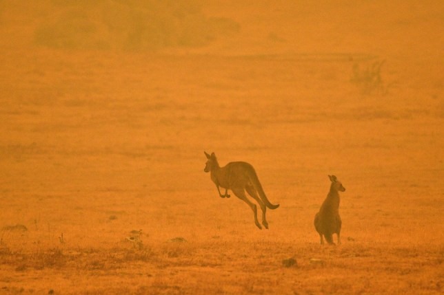 Một con kangaroo nhảy trên cánh đồng giữa làn khói từ đám cháy rừng ở Snowy Valley, ngoại ô Cooma. Ảnh: Getty.