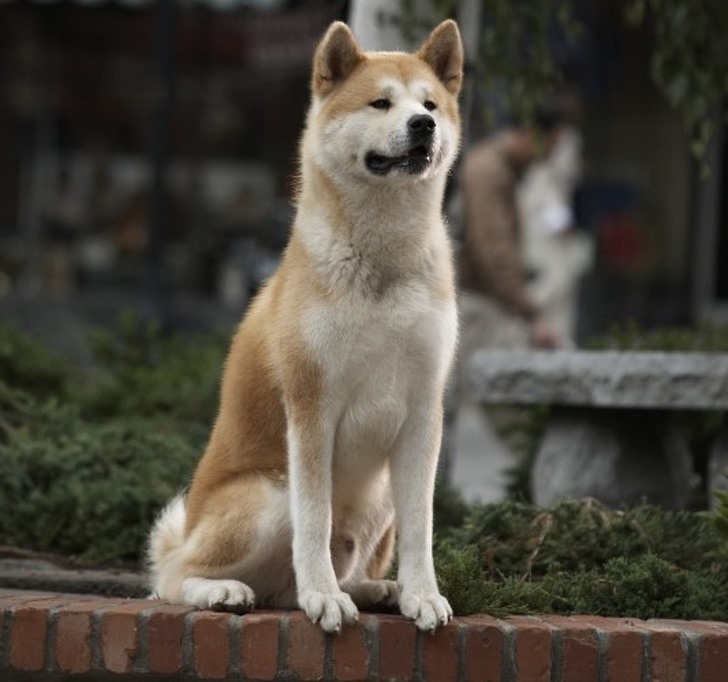 1. Akita  Theo mô tả của AKC, Akitas rất trung thành và hết lòng vì gia đình. Chúng là một giống chó Nhật Bản, và bạn có thể mong đợi tình cảm, sự tôn trọng và giải trí từ chúng!  Không có gì ngạc nhiên khi chú chó nổi tiếng và trung thành nhất thế giới - Hachiko  - thuộc giống Akita.