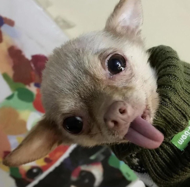 15. Chihuahua  Những chú chó nhỏ bé này thực sự quyến rũ, duyên dáng, và tận tâm.