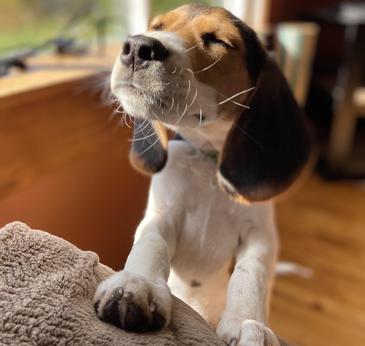 4. Beagle  Theo AKC, giống cho Beagle không chỉ đáng tin cậy , mà còn rất thân thiện, vui vẻ và dễ nuôi. Beagles rất hiếm khi hung dữ hoặc bạo lực, đó không phải là bản chất của chúng. Tuy nhiên, chúng sủa lớn và biết hú.