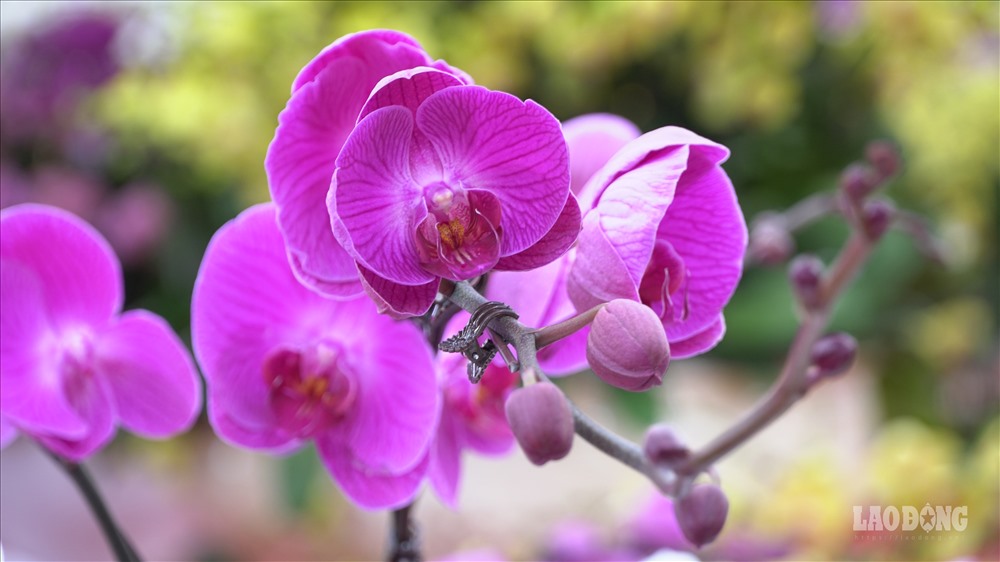 Theo chủ cửa hàng bán hoa lan Thanh Flower chia sẻ: “Hoa năm nay rẻ hơn năm ngoái, năm ngoái là 300 nghìn/cây năm này còn 250 nghìn/cây và hoa lan có thể chơi trước Tết, trong và sau Tết 2-3 tháng nếu chăm sóc tốt có thể lên vài tháng.”