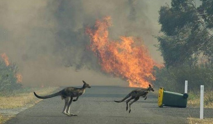 Hàng nghìn con kangaroo chết cháy trong các đợt cháy rừng ở Australia. Ảnh: Magic Earth