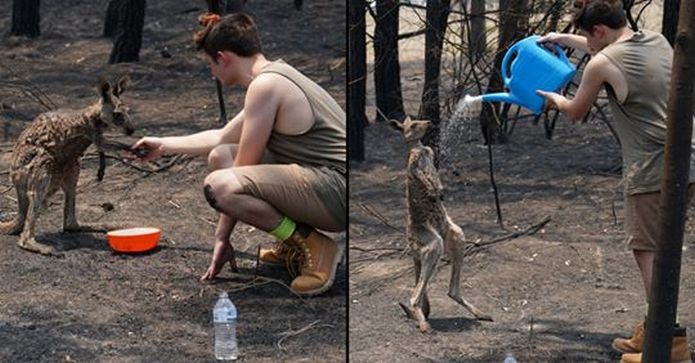 Những con kangaroo này may mắn thoát chết và được chăm sóc cẩn thận. Ảnh: Magic Earth