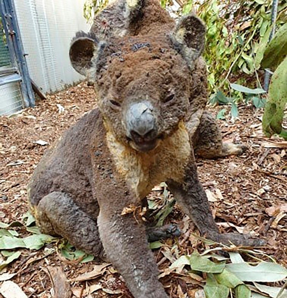 Một con kaola được cứu sống trong cháy rừng ở Đảo Kangaroo. Ảnh: AP
