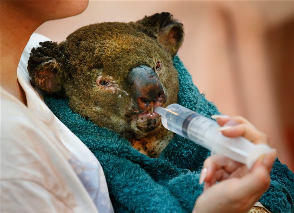 Chăm sóc một chú kaola bị bỏng. Ảnh: News Corp Australia