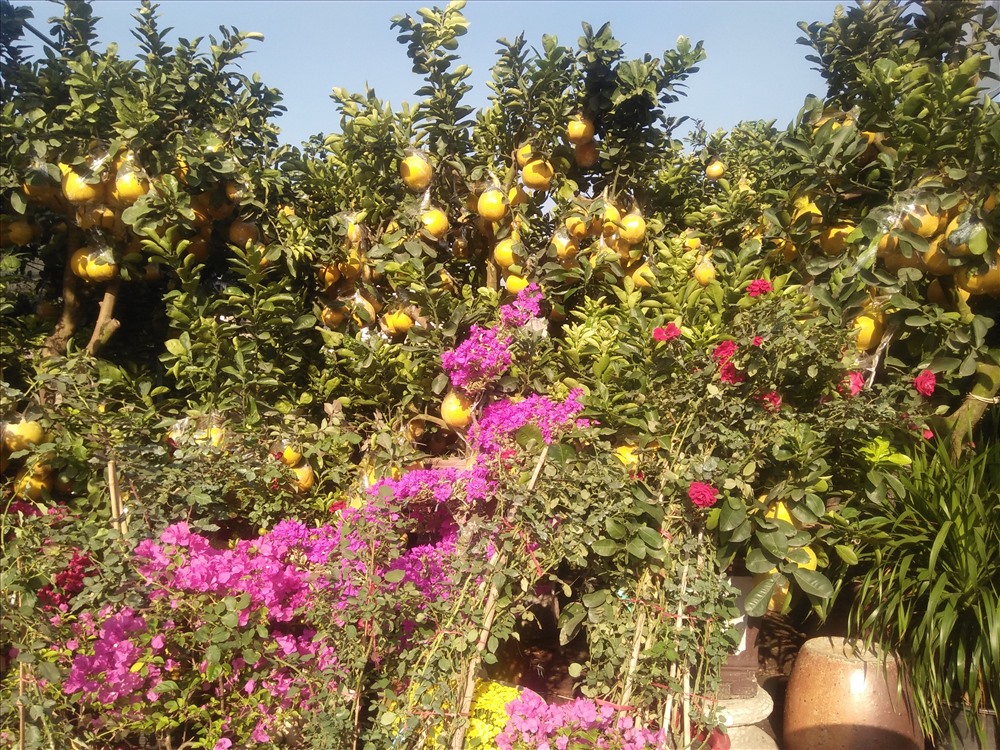 Hàng trăm cây bưởi Diễn quả chín vàng, được các nhà kinh doanh hoa chưng dọc 2 bên đường thu hút người dân