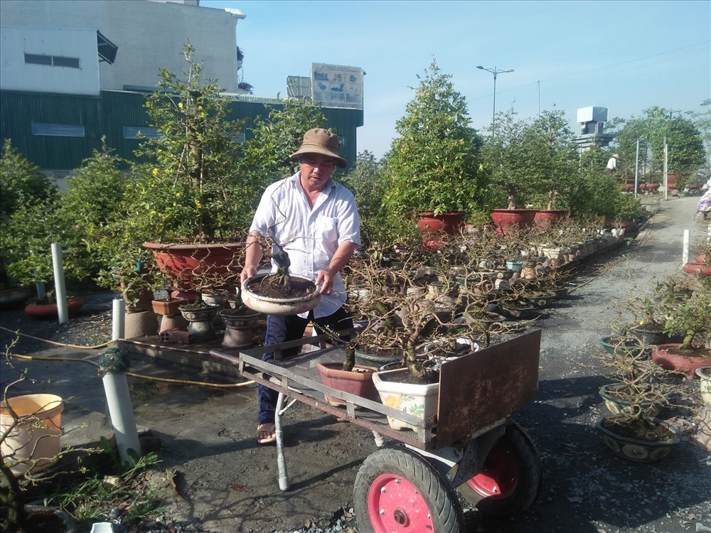 Người làm vườn chăm chút cho vườn mai đón Tết Nguyên Đán 2020 (hình Thanh Hải; Vườn mai trên đường Phạm Văn Đồng - Thủ Đức)