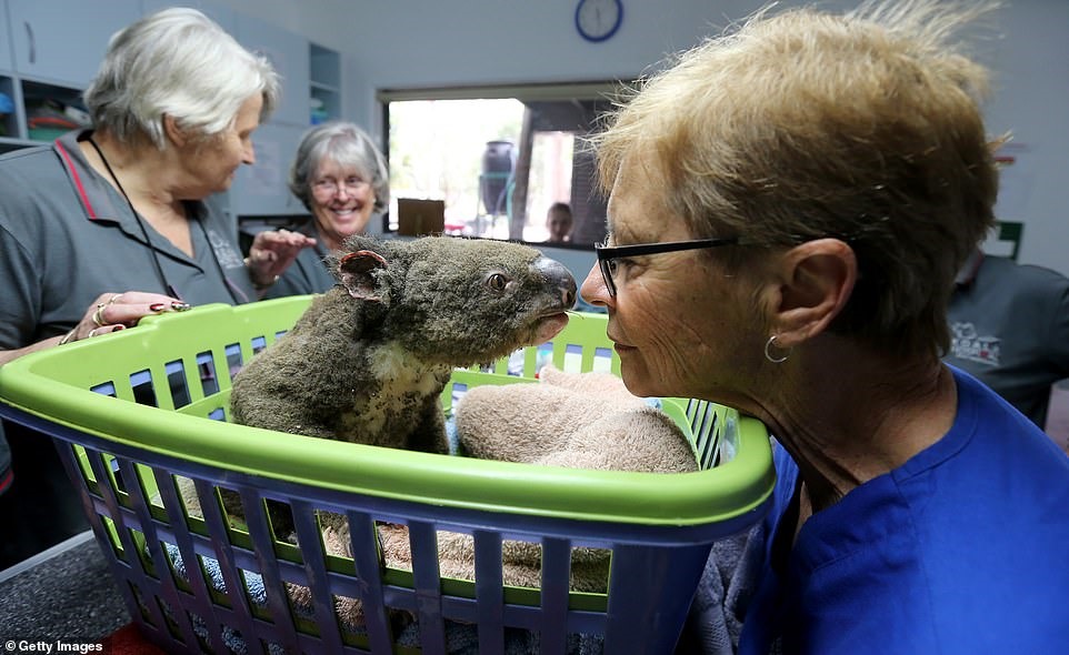 Khoảnh khắc ấm lòng của chú gấu túi koala được đặt tên là Paul cùng một tình nguyện viên tại Bệnh viện Port Macquarie Koala. Hàng nghìn sinh vật đã bị ảnh hưởng nặng nề từ cháy rừng thảm khốc ở Australia.