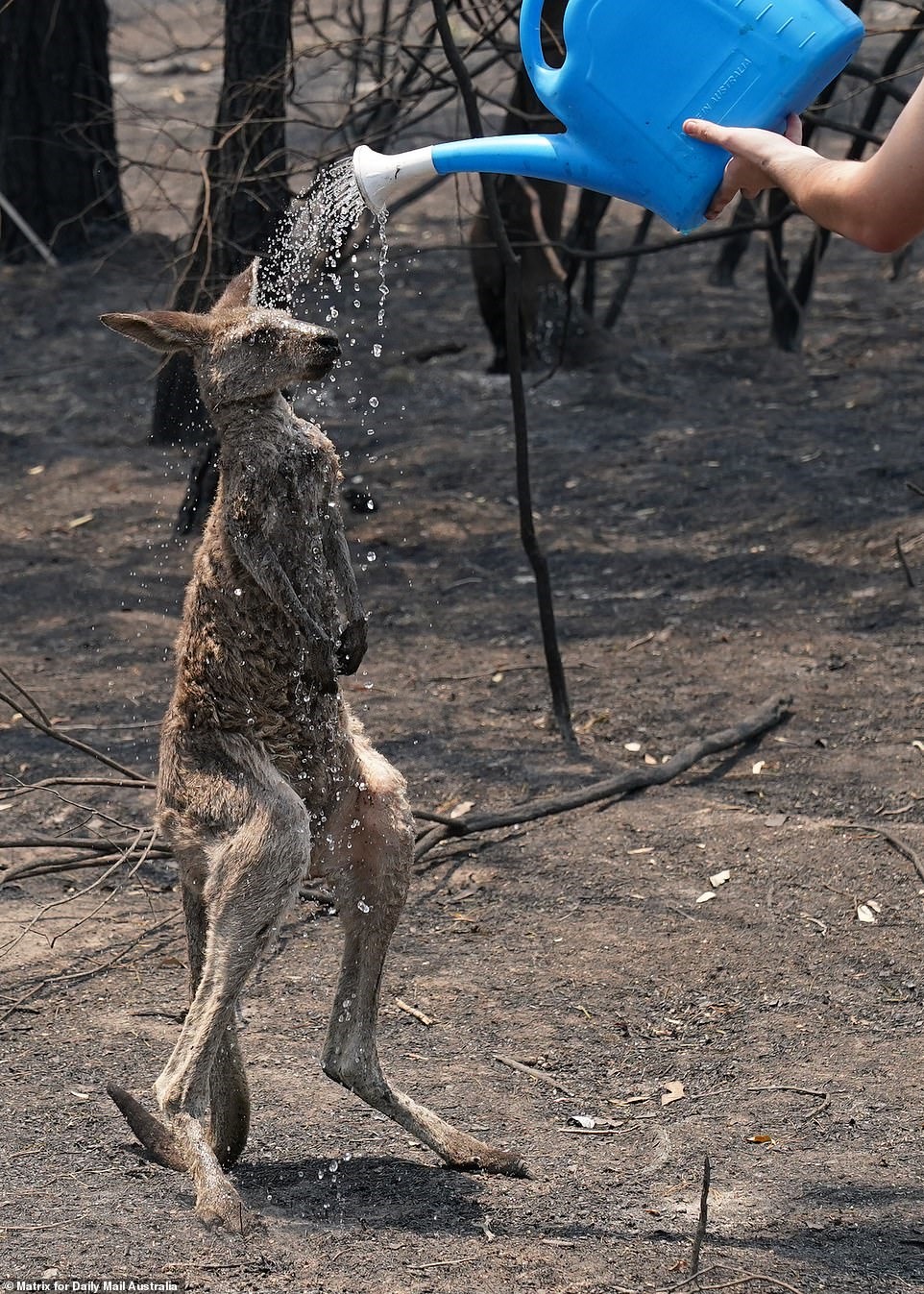 Một thiếu niên tưới nước cho một con kangaroo ở bờ biển phía nam bang New South Wales.